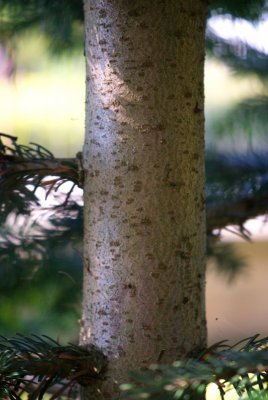 Abies nordmanniana - jedle kavkazská - borka
